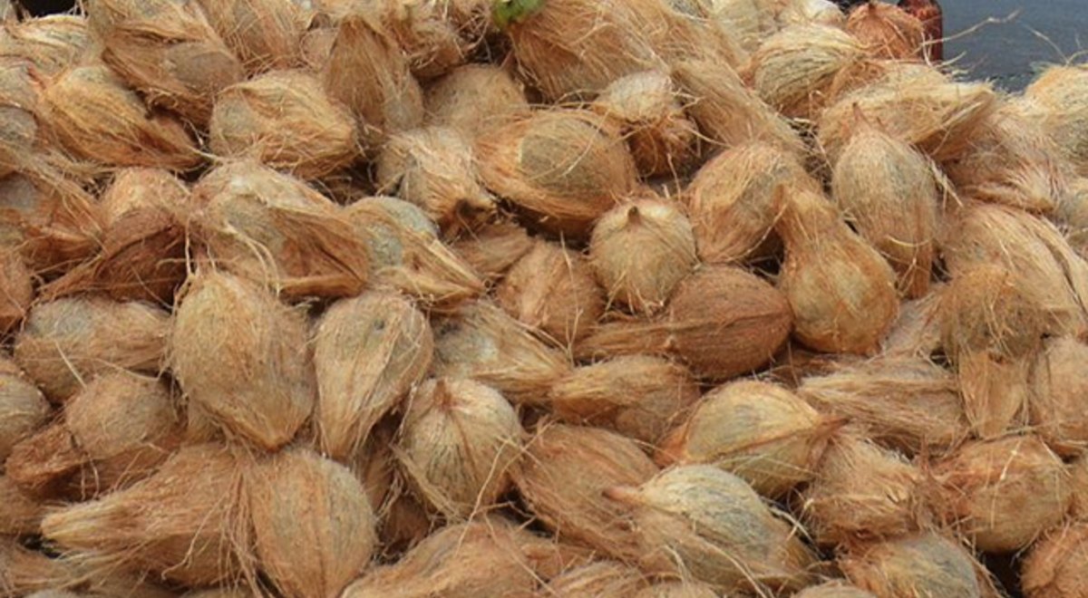 Organic semi husked coconuts for export